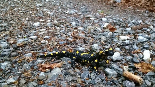 Feuersalamander